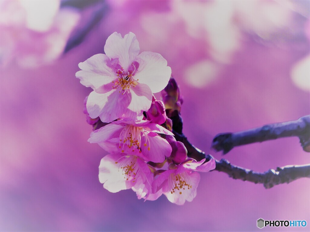 春が来たー１