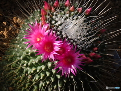 サボテンの花ー２