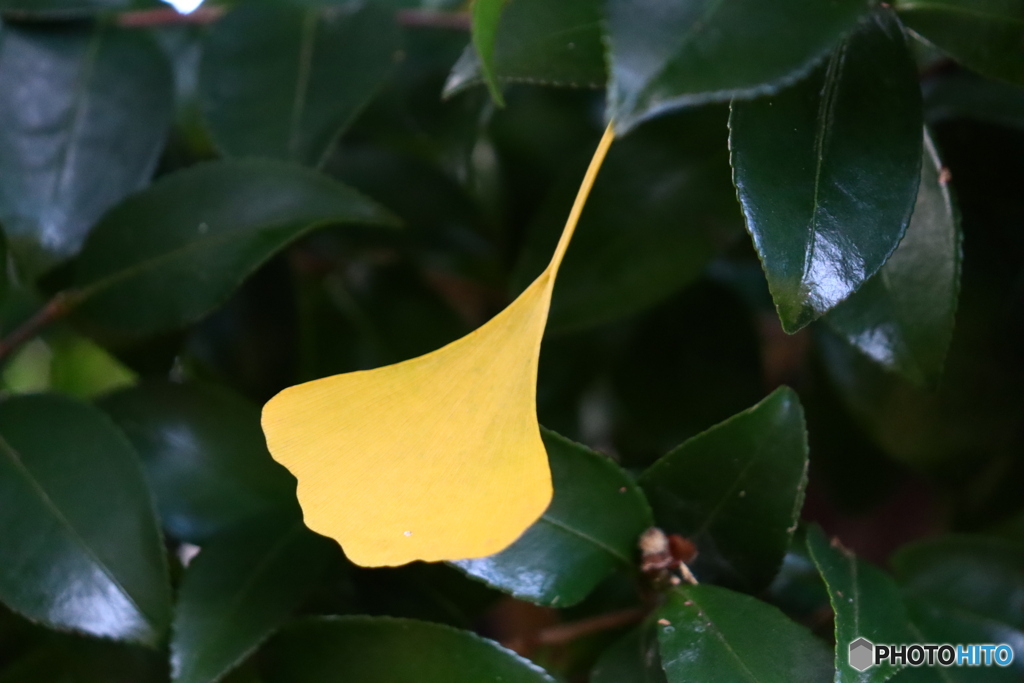山茶花の葉っぱに銀杏の落ち葉