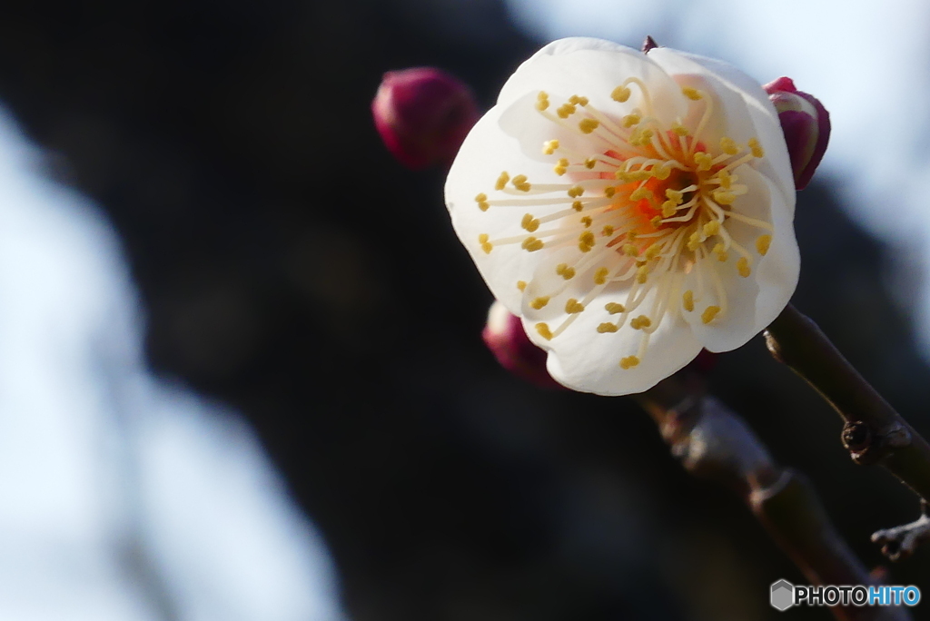 白梅 開花する