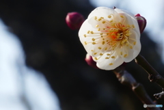 白梅 開花する