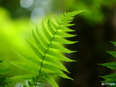 シダ（羊歯）