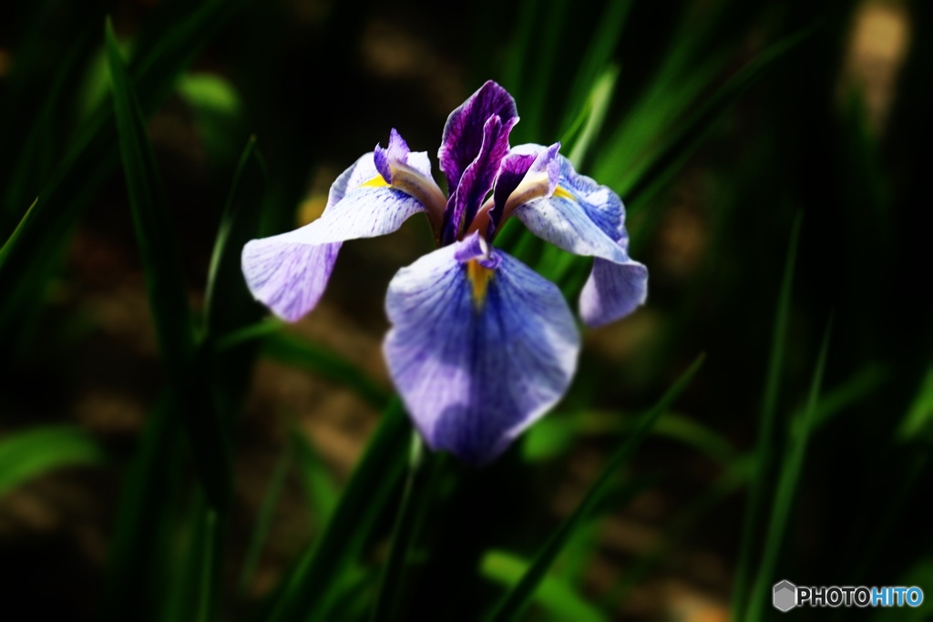 花菖蒲　３
