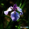 花菖蒲　３