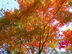 北野天満宮　もみじ園ー２