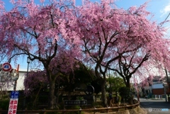 大仏鉄道記念公園の枝垂桜ー１