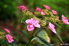 紫陽花咲き始める