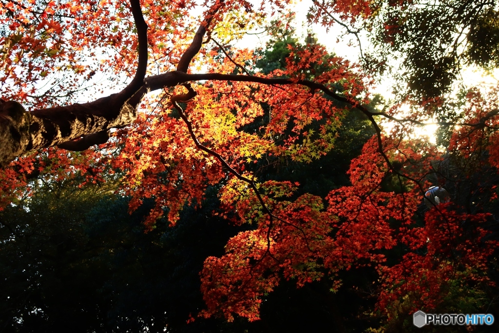 斜光に浮かぶ紅葉