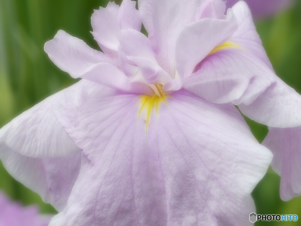 花菖蒲園からー５