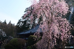 大野寺の枝垂桜ー２