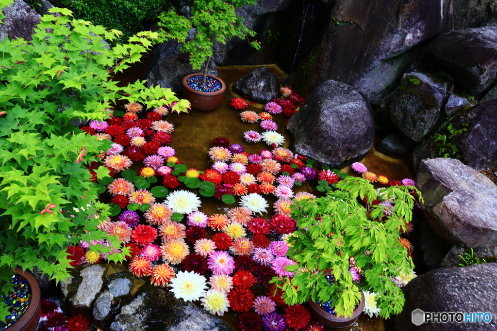 華の寺   6      華の池