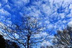 冬の空