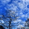 冬の空