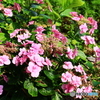 般若寺の紫陽花　７