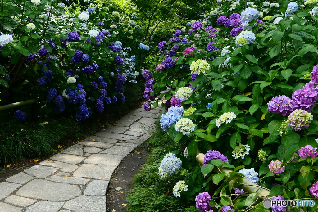 あじさい庭園ー１
