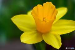 黄色い水仙