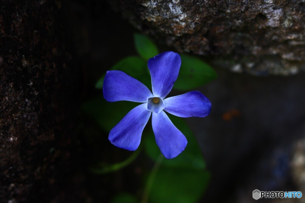 ブルーな花