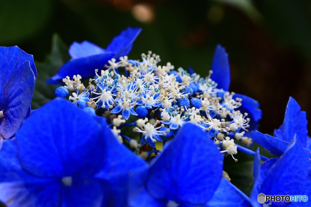 紫陽花の花　１