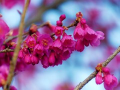 寒緋桜（カンヒザクラ）ー１