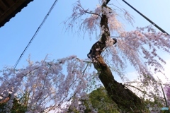 大野寺の枝垂桜ー３