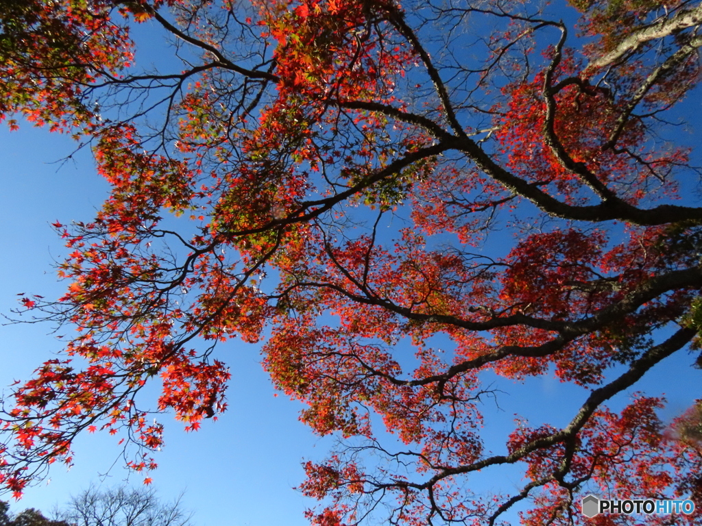 大仏池の紅葉