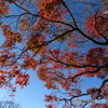 大仏池の紅葉