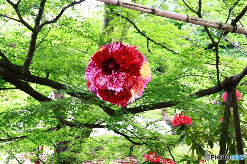 華の寺　１０　石楠花と新緑とダリアボール