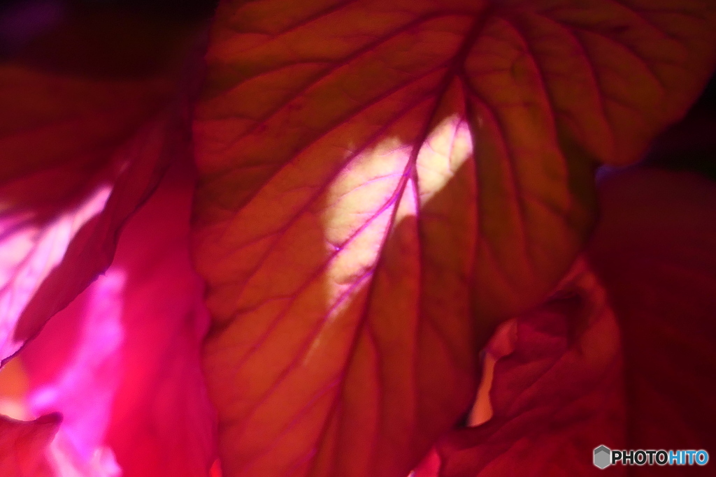 Leafー３