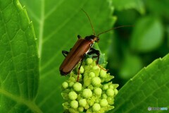 紫陽花のつぼみと昆虫