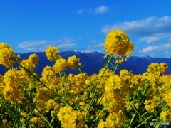 春を呼ぶ菜の花