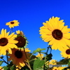天空の向日葵ー２