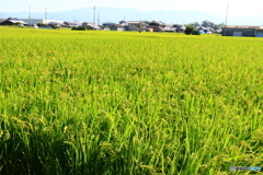 実りの秋
