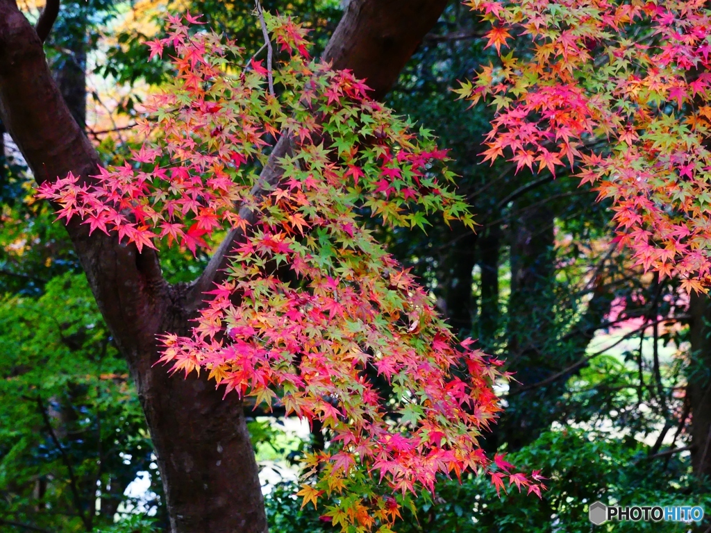 緑から紅へ