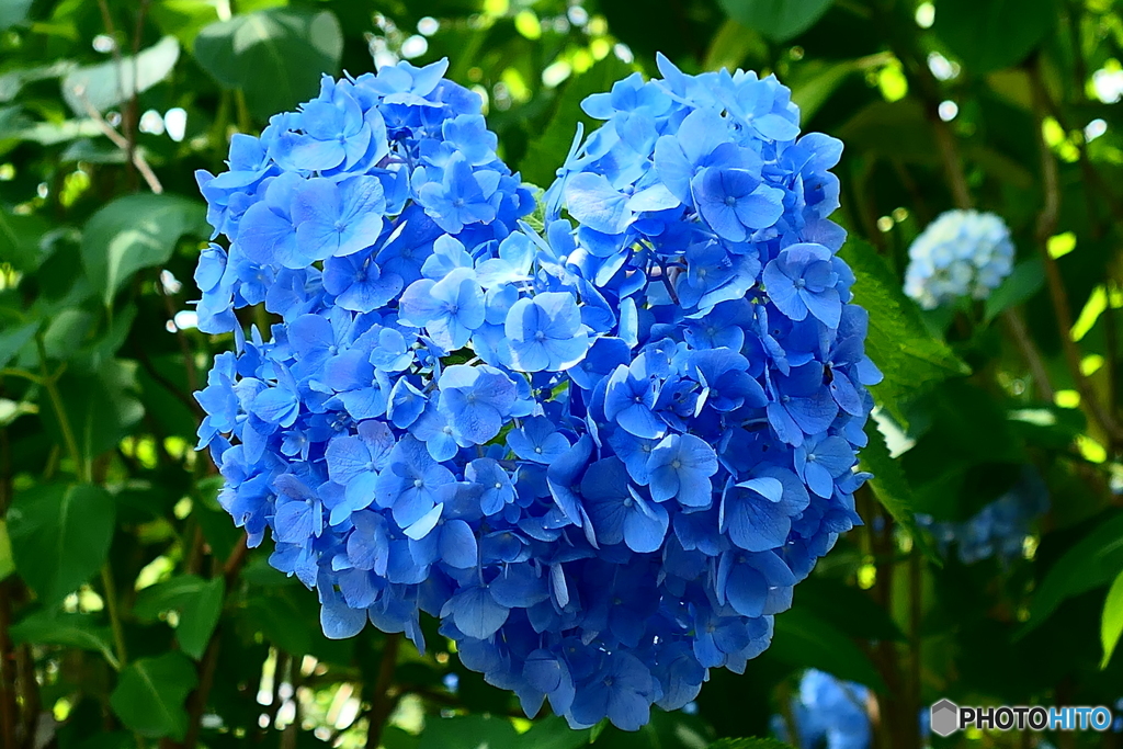 紫陽花ハート