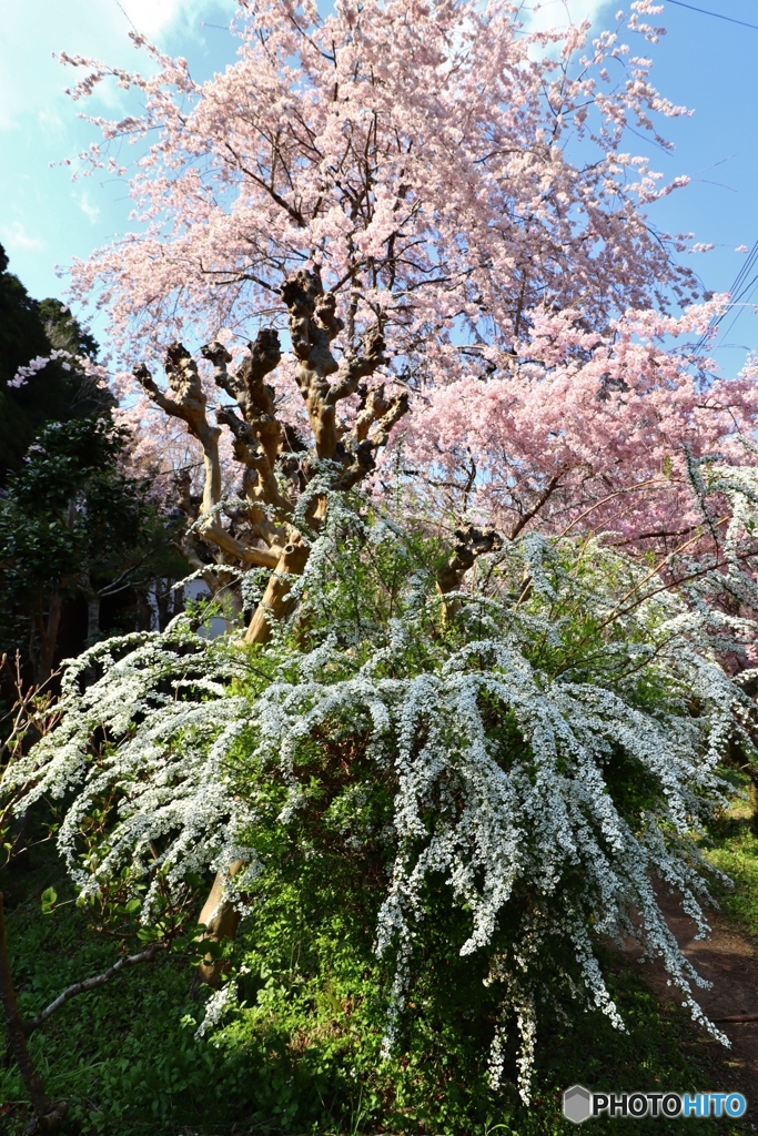 大野寺の枝垂桜と雪柳ー１