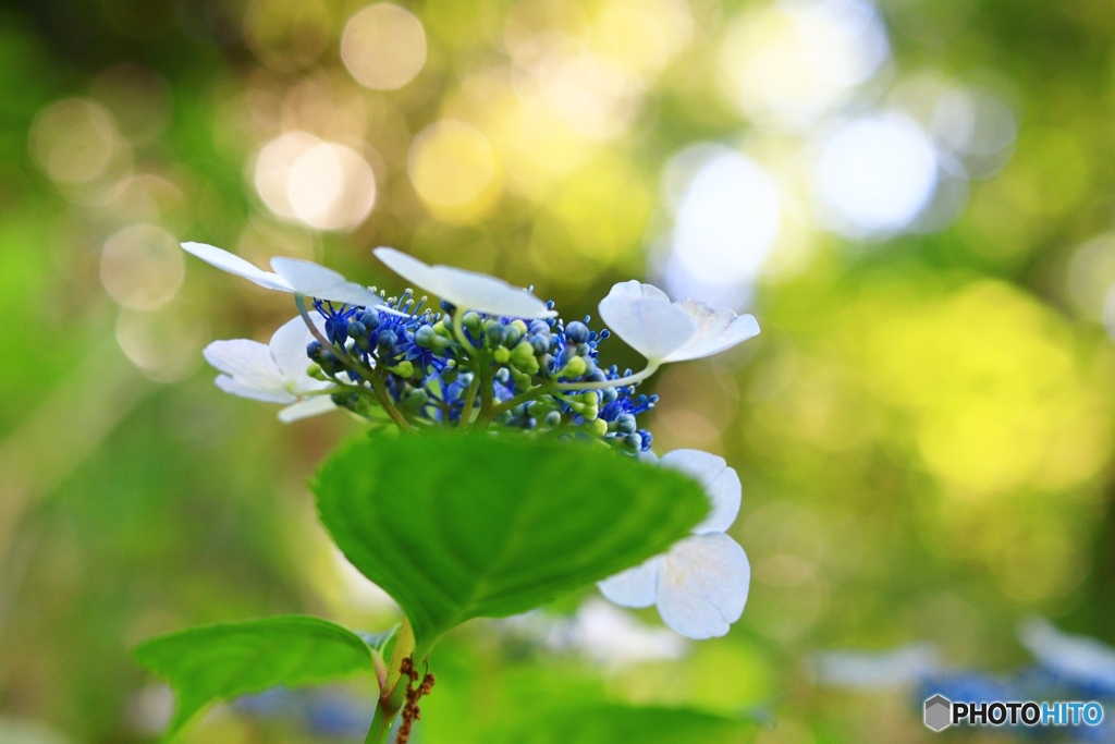 紫陽花の季節に・・・３