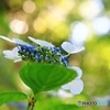 紫陽花の季節に・・・３
