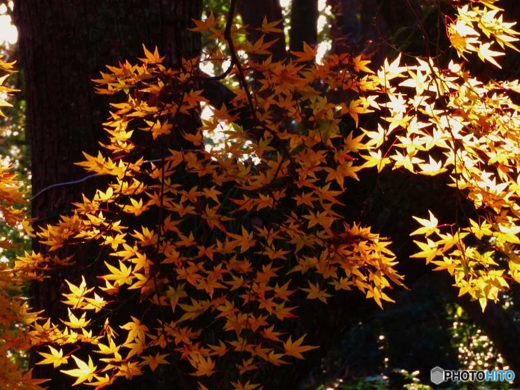 糺（ただす）の森の紅葉ー２