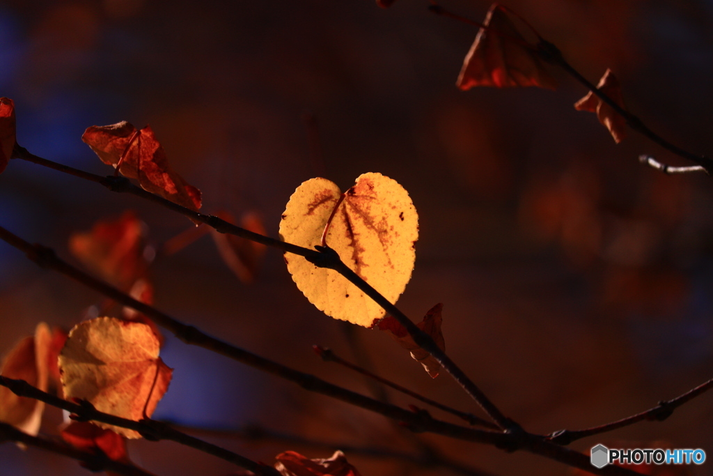 紅葉の季節のはじまりー１
