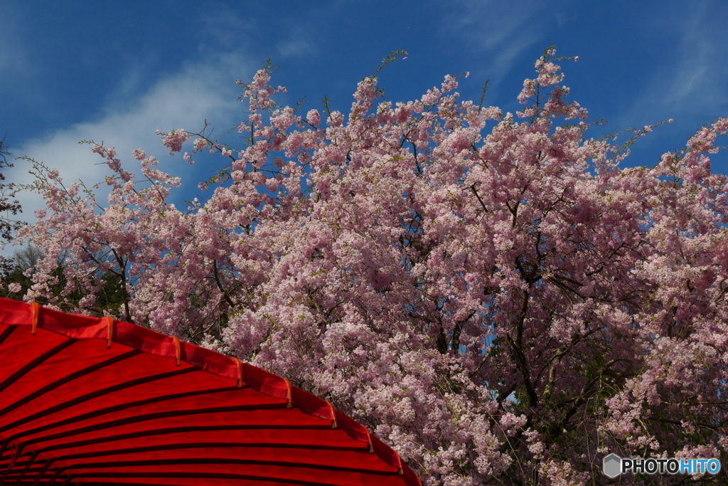 佛隆寺の桜