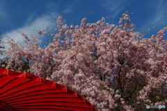 佛隆寺の桜