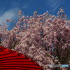 佛隆寺の桜