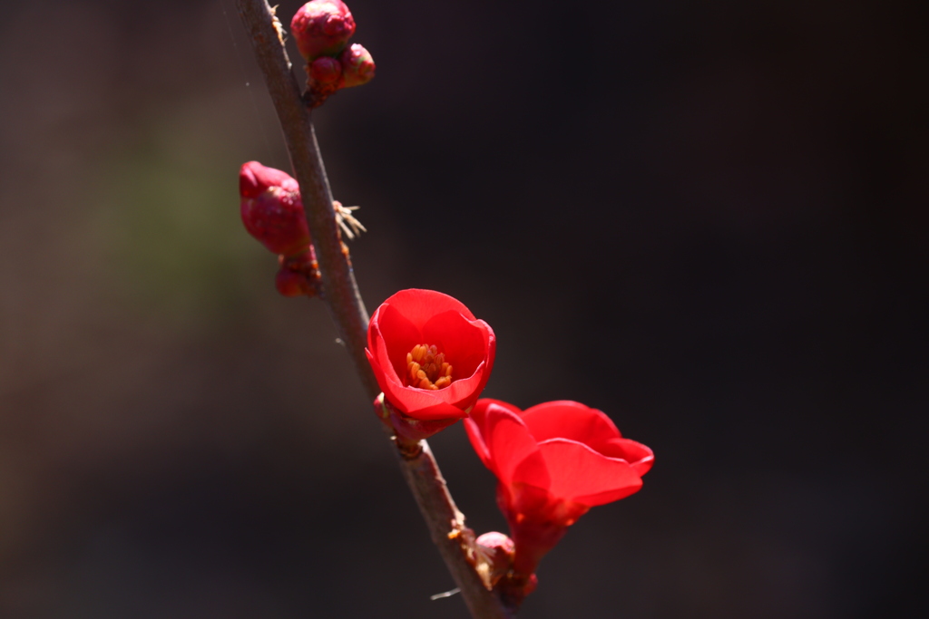 木瓜の花ー１