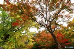 錦の里の紅葉　１