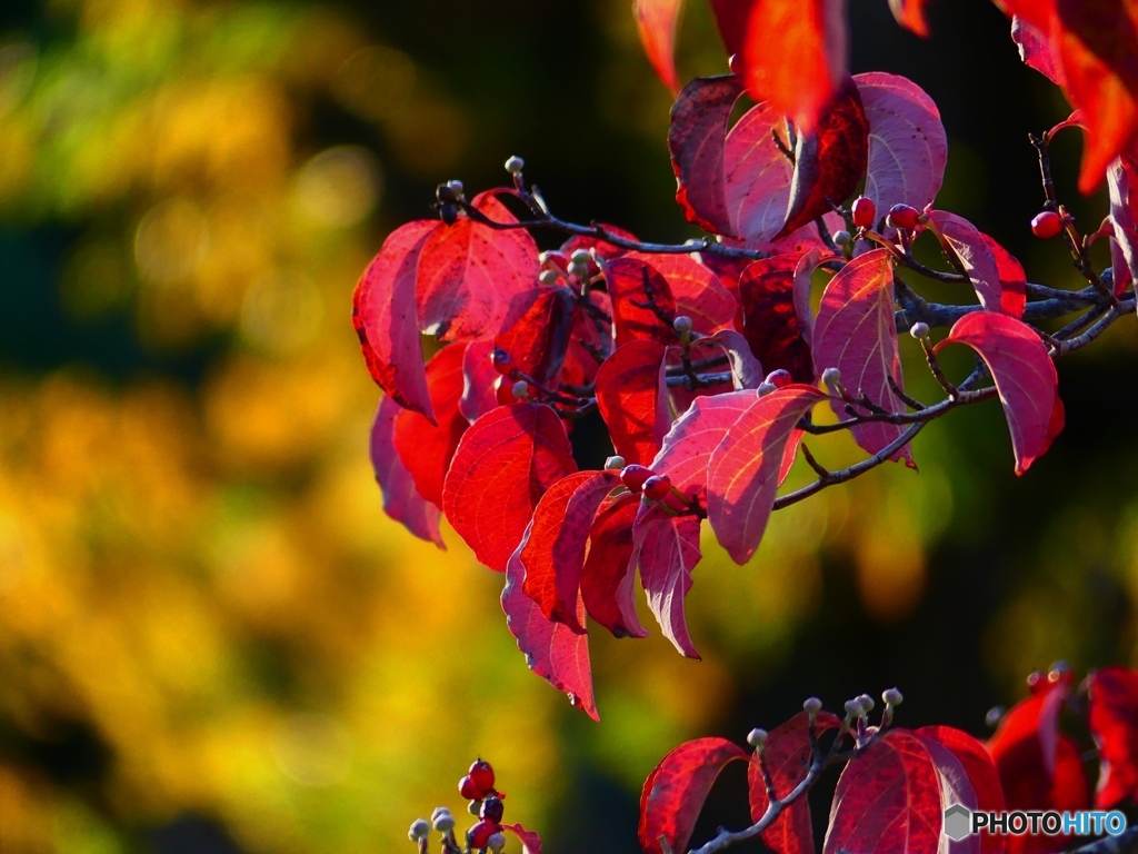 ハナミズキの紅葉