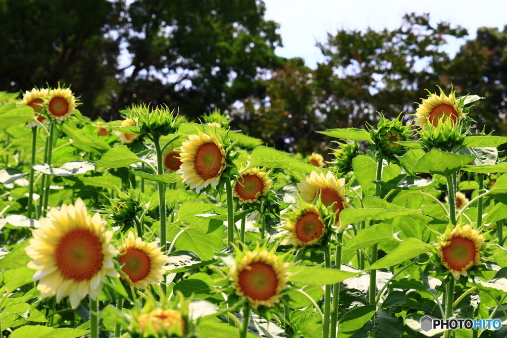 芝生の丘で