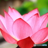 蓮華座