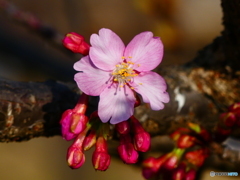 河津桜がちらほらー１