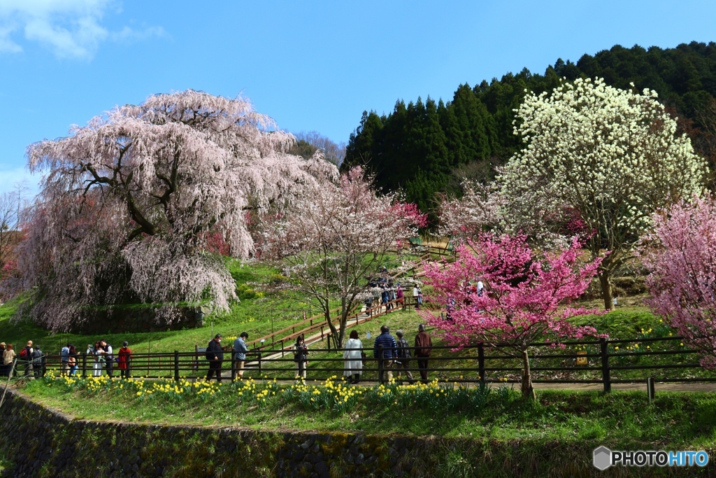 本郷の瀧桜ー１