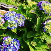 般若寺の紫陽花　６
